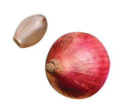 Garlic and Onion - SSL BELACAN